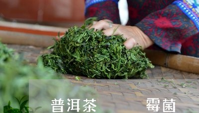 普洱茶   霉菌/2023031703828